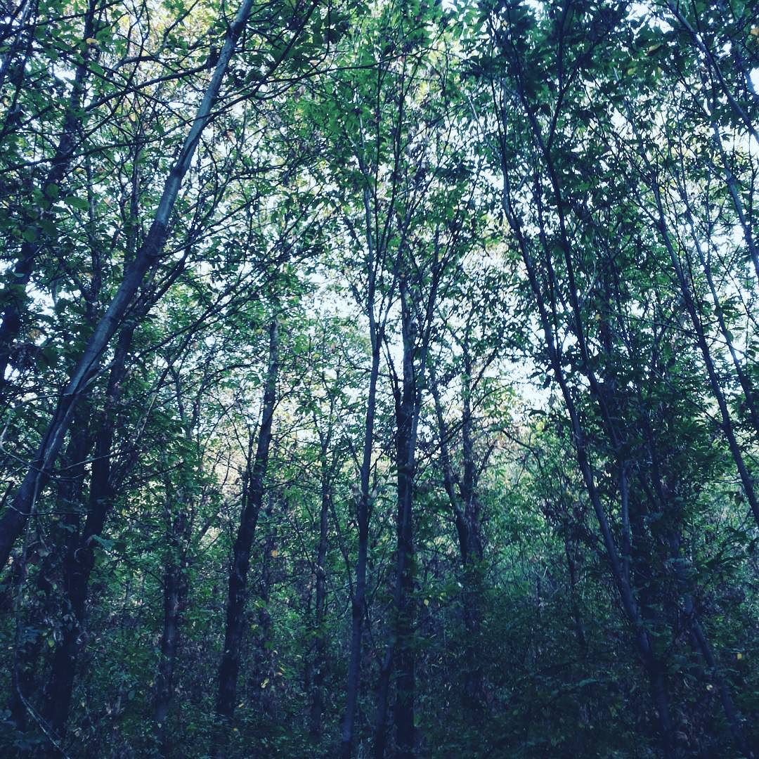 #foresta#verde#alberi#vallecamonica#boscofitto#foglie#arbusti#nature#ottanio#verdebosco#