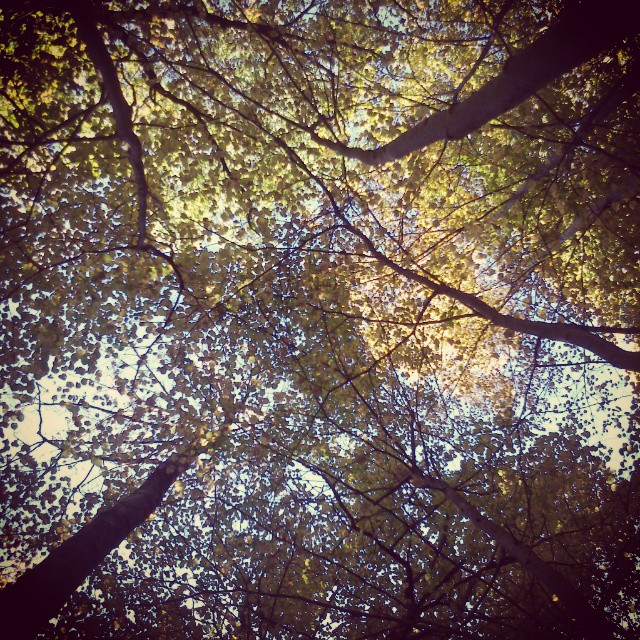 #santicolo #cortenogolgi #vallecamonica #vivalavallecamonica #autumn #chestnut #wood #leaves #mountain #colors #nature #naturelovers