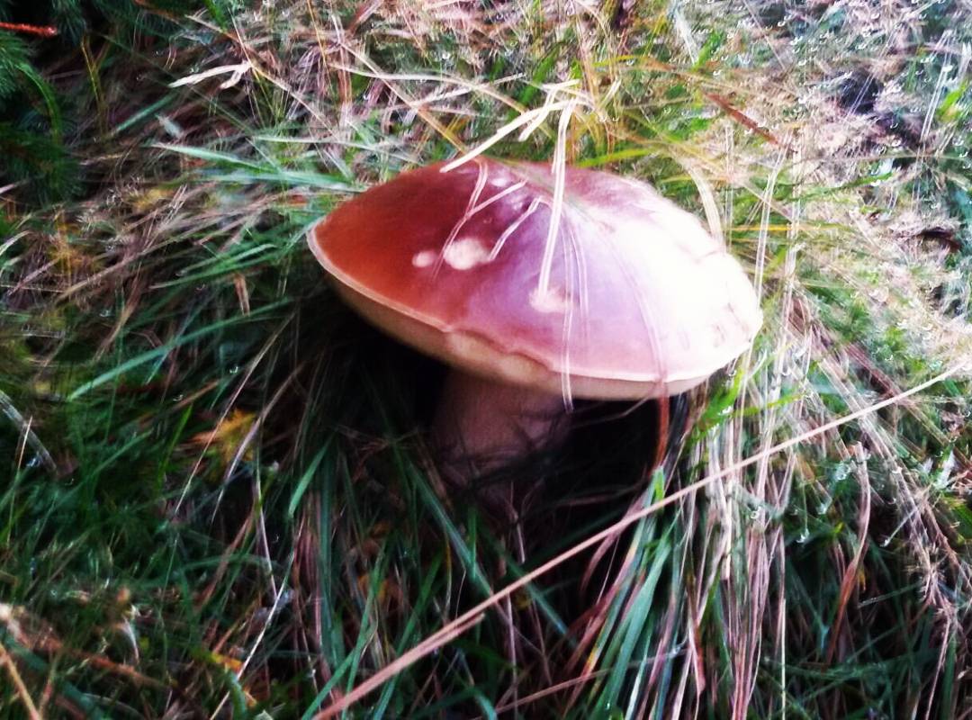 #porcino #meraviglia #ultimifunghi #natura #nature #vivavallecamonica #valcamonica #autumn #autunno #bosco #gnam #formaperfetta #instantphoto #instantpic #instagood #erba