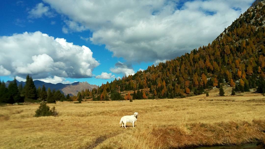 Autumn vibes #lagoaviolo #nofliter #autumn #parcoadamello #mountain #vincentthelabrador #fab_labs_ #labrador #vallecamonica