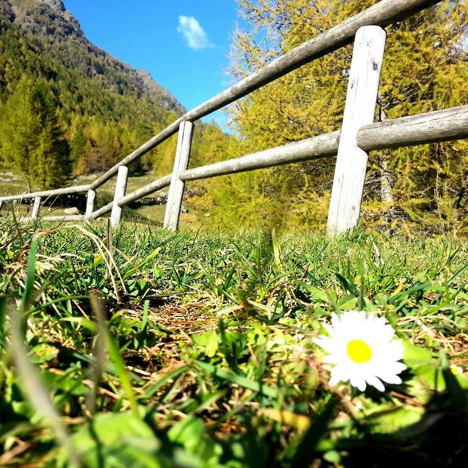 Sai se il tempo perso si conta o non vale? Daisy, mille persone e pochi secondi per fare l’amore. #danielegroff #lyrics #parole #verde #fiori #midseason #autunno #solepallido #camminare #perdersi #annusare #nature #nature_perfection #walks #memyselfandi #countryside #laydown #breath #istanbul #roots #valcamonica #valcamonicalovers #cerveno #daisy #margherita #feelings #beats