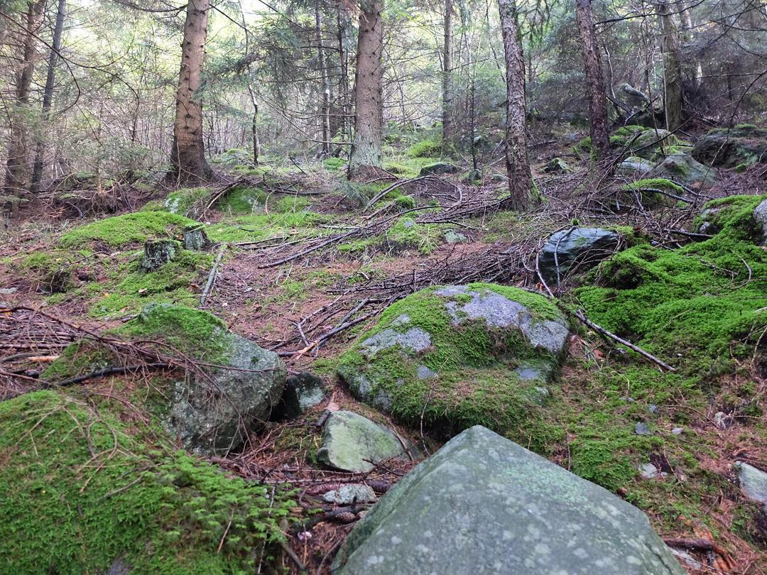 Moss in the forest on our walk today. #latergram #bellaitalia #forest #woods #italy #alps #vallecamonica #cimbergo