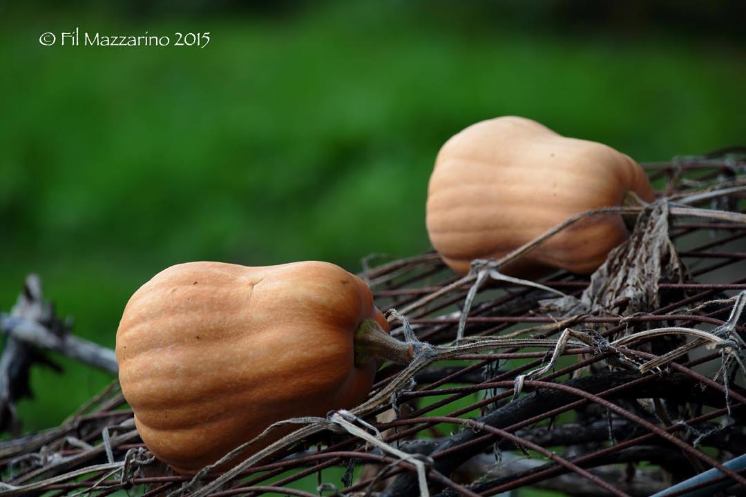 #pumpkin #valcamonica #fil #mazzarino #photography #photographer #cyclopevideo #philmazza #oplasales