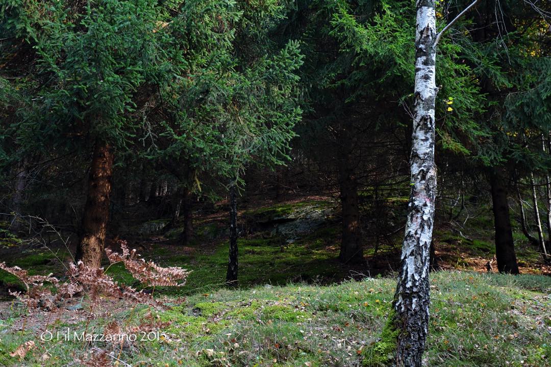 #valcamonica #woods #fil #mazzarino #photography #photographer #philmazza #oplasales #cyclopevideo
