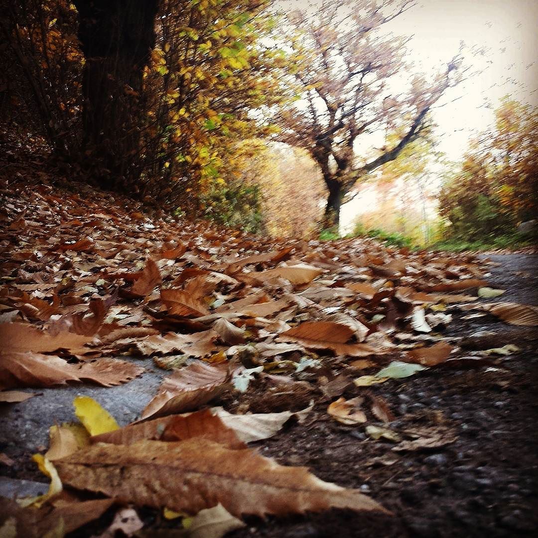#giornatedautunno🍁 #autumn#leaves#falltime#season#seasons#instafall#instagood#fallweather#nature#bosco#passeggiata #itineraribrescia #vallecamonica #valledeisegni #Sunday #domenica #foglie #sentieri #autunno
