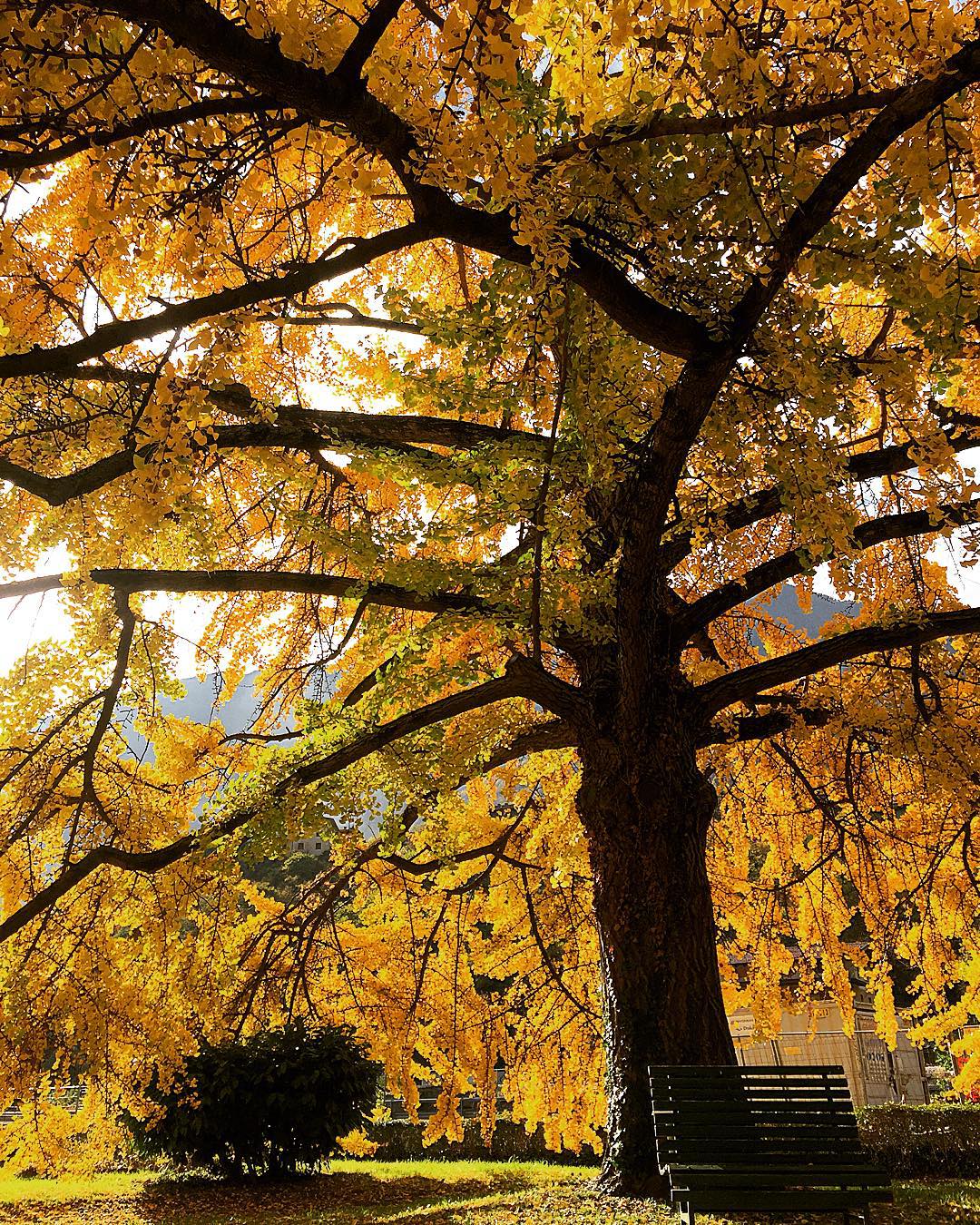 #tree #trees #nature #landscape #autumn #november #colours #yellow #love #vallecamonica