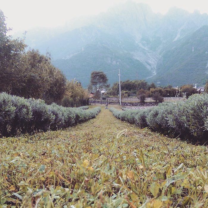 L’autunno sulla #lavandadellaconcarena #lavender #vitadicampagna #Capodiponte #ValleCamonica #Concarena