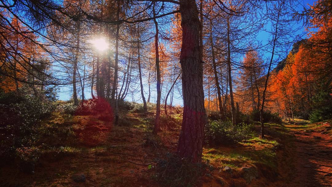 È arrivato l’autunno #autunno #autumn #sun #orange #trees #wood #woods #trekking #mountains #2015 #hiking #mortirolo #bosco #sottobosco #controsole #ifindmyway #november #alps #alpi #adamello #valtellina #vallecamonica #picoftheday #like4like #tagsforlikes #followforfollow #freedom