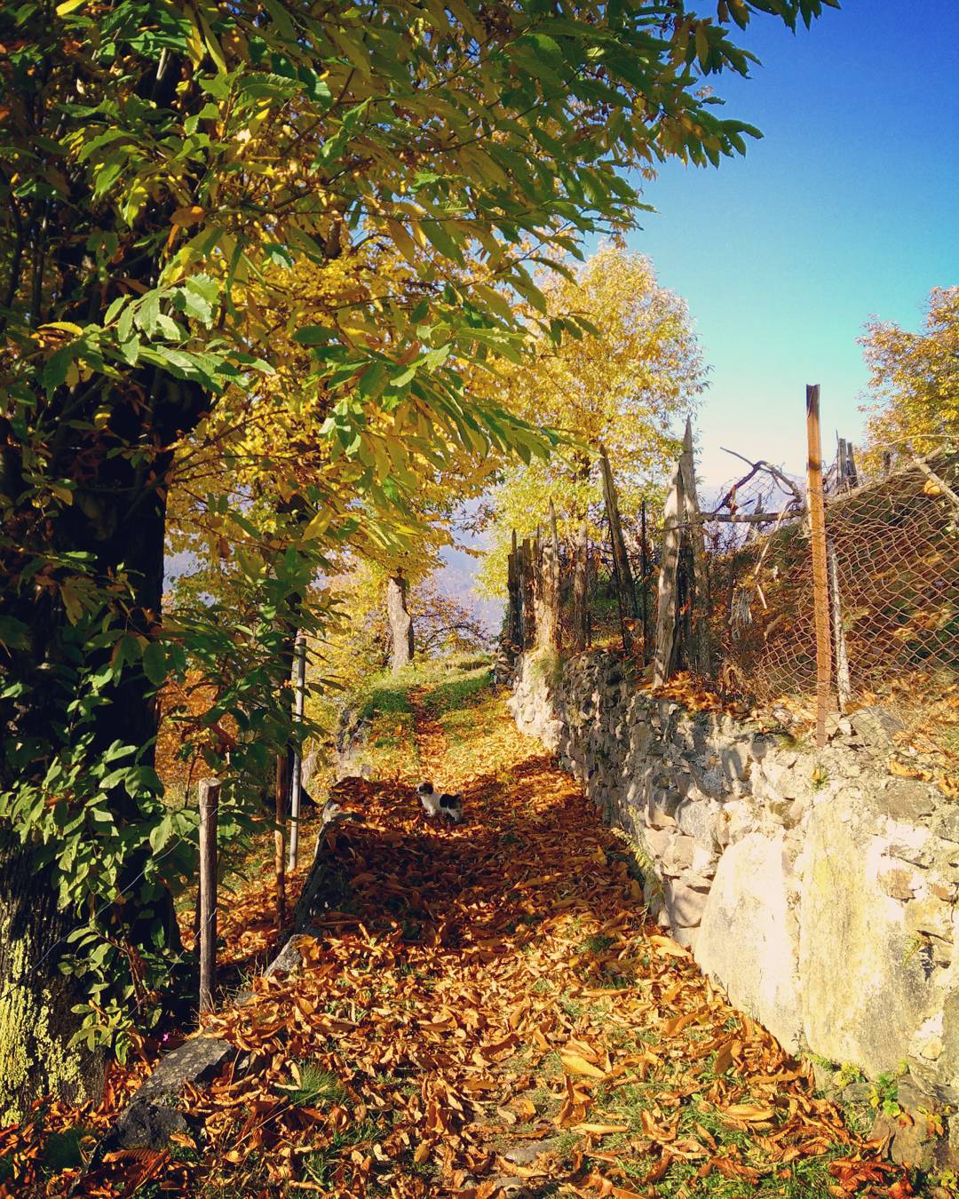 #Autunno a #Piazze 🍃🍁🍂 #FelixIntruso nella foto 😁😁 #Piazze #bs #Vallecamonica #igersbrescia #cucciolo #fogliesecche #sentieri #castagneto #happiness #pranziinfamiglia