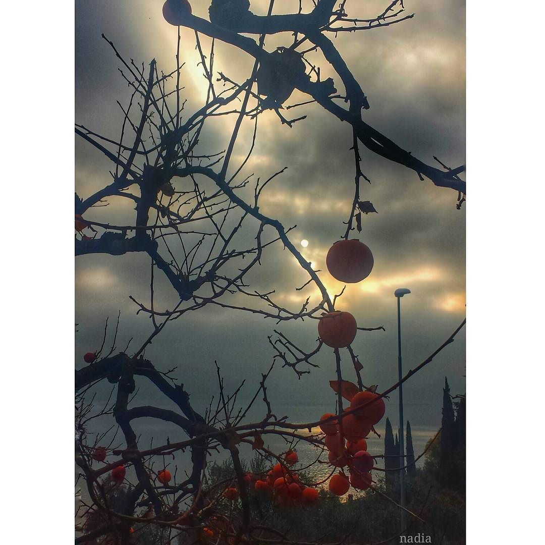 Autunno sul lago ig_europe #vivobg_36 #Great_Captures_Nature #vivolombardia #vivoitalia #volgoitalia #volgolombardia#vivobergamo #volgoitalia#autumncolors #volgobergamo#instaamici #igersmood #bestitaliapics #bestlombardiapics #italialaghi #ig_great_shots #top_italia_photo #top_lombardia_photo#exclusive_reflection #loves_united_lombardia #italia_bestsunset #Great_Captures_Italia #hdr_captures #igersitalia #loves_lombardia #loves_bergamo #vivobestsky#vallecamonica