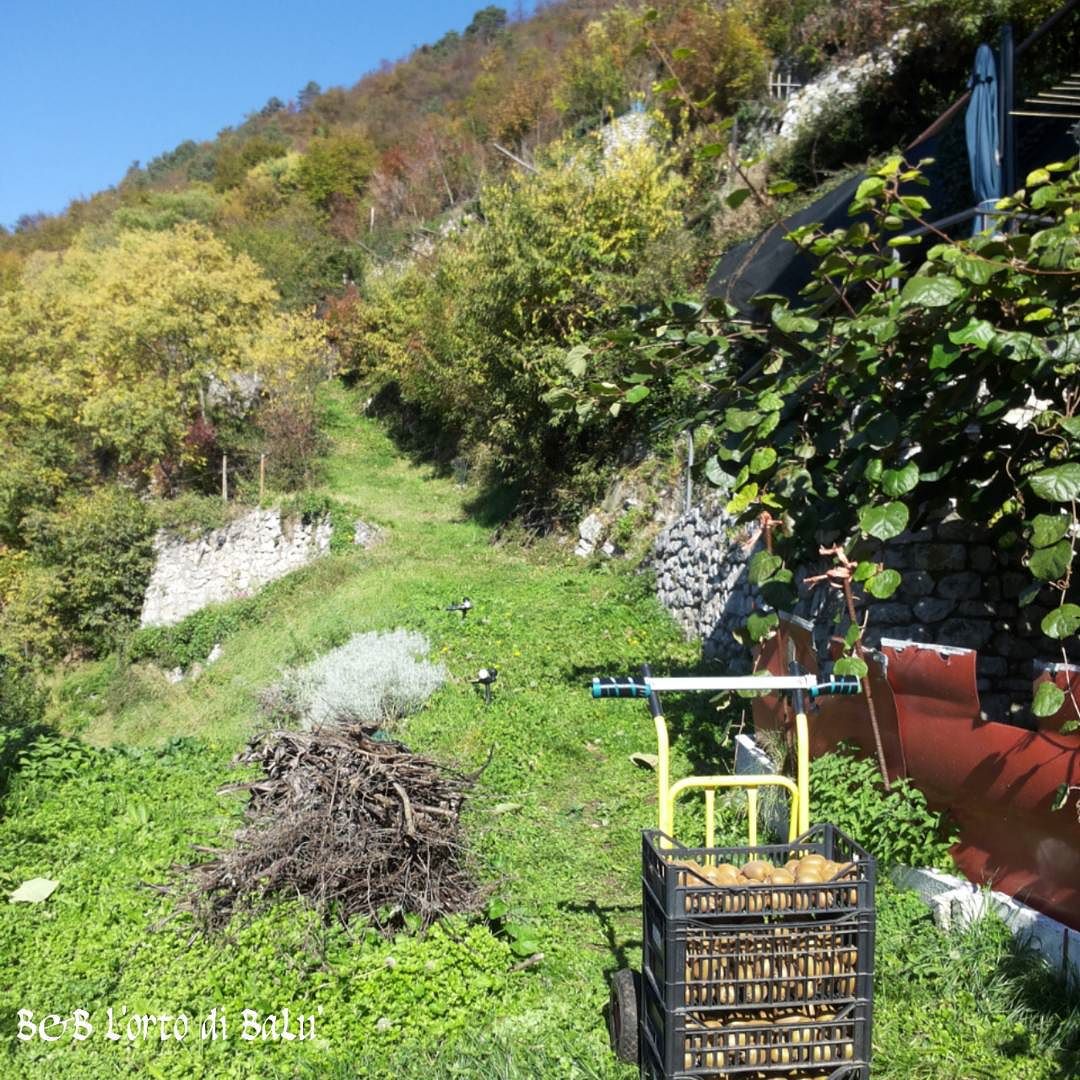 Harvesting kiwis :-) #vallecamonica #Bienno #buongiornoinbb #kiwi #organic #culturacontadina #harvest #harvesting #biodistretto #biodistrettovallecamonica #bio #nopesticides