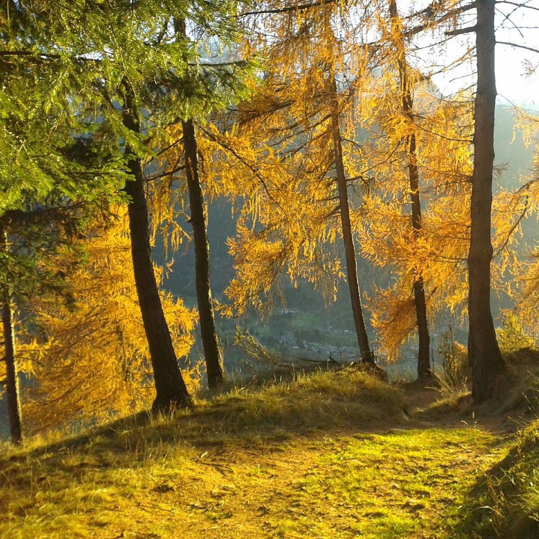 Lo#spettacolo#dell’autunno#trees#alberi#colori#vivalavallecamonica#vallecamonica#valledeisegni#camonicavalley#
