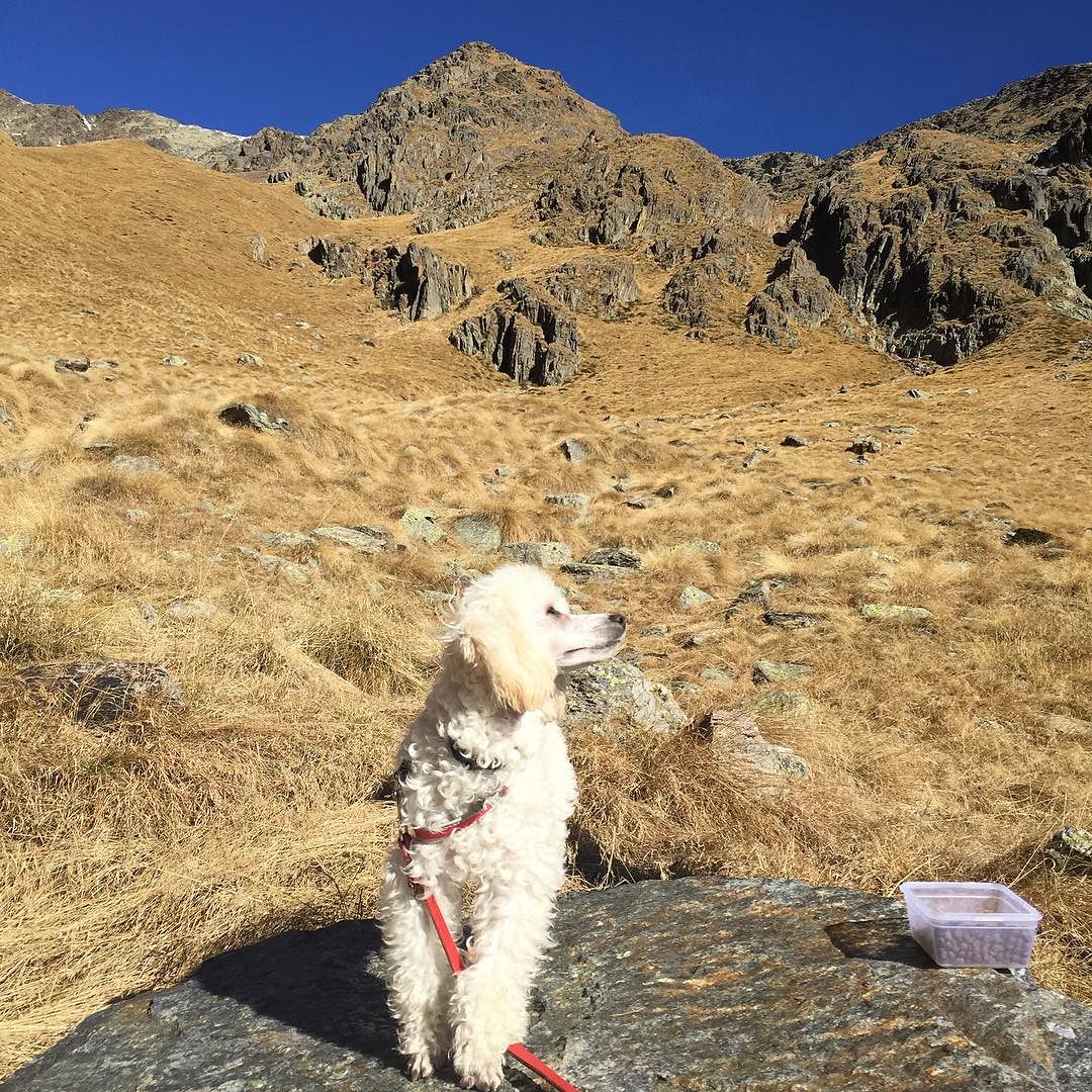Lunch break at bivacco Valzaroten #valledeisegni #vallecamonica #hiking #passeggiata #bosco #autunno #dog #dogs #doglover #dogstagram #dogsofinstagram #landscape #wild #wildlife #wilderness #montagna #montagne #pontedilegno #mountain #sunnyday #Nala #barboncino #poodle #poodlesofinstagram #nofilter #nofilterneeded