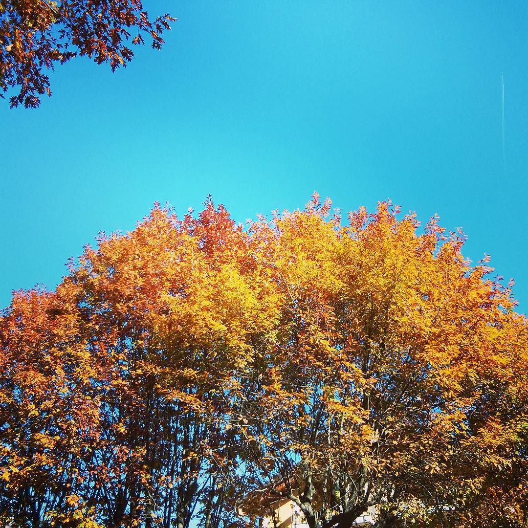 #november #sunny #micamale #vallecamonica #valledeisegni