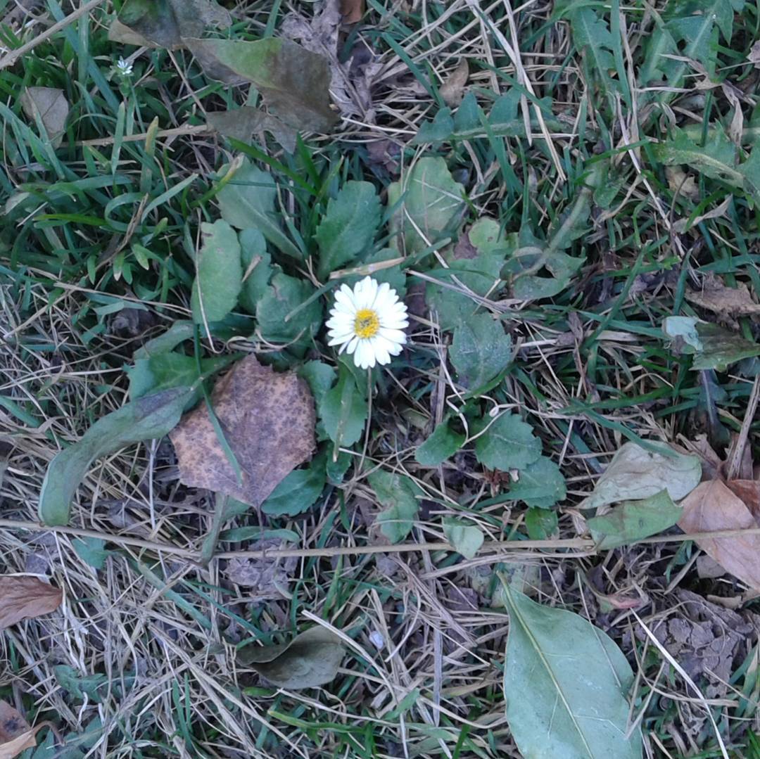 Swwet#november#fioriscono#ancora#le#margherite#vivalavallecamonica#valledeisegni#vallecamonica#camonicavalley#☀🌼