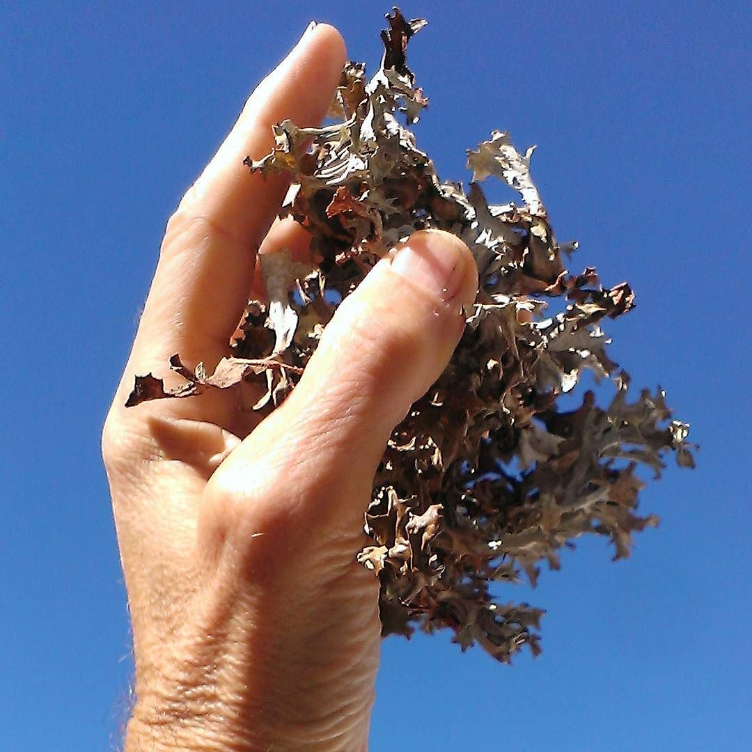 Difficile da trovare, facile da raccogliere, palloso da pulire, buono da mangiare. Cetraria islandica #lichen #licheni #cetrariaislandica #montagnecamune #vallecamonica #camonicavalley #camuniavalley #naturepassion #nature_of_our_world #food #wildplaces #wildfood #mountain #fall #autumn #autunno