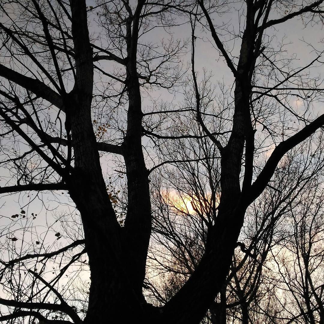 A #sunset in the #woods #nature #naturelovers #trees #branches #breno #vallecamonica #november #fall #autumn