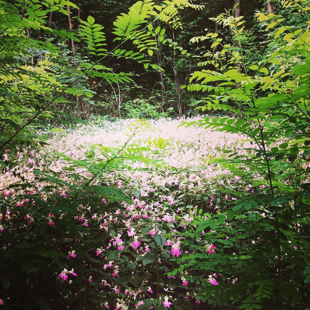 Literally a bed of flowers. Valle Camonica is a dream land. #beautiful #flowers #nature #italy #vallecamonica #igersbrescia #visitbrescia #green #photooftheday #travel #travelblog #hergrandtour