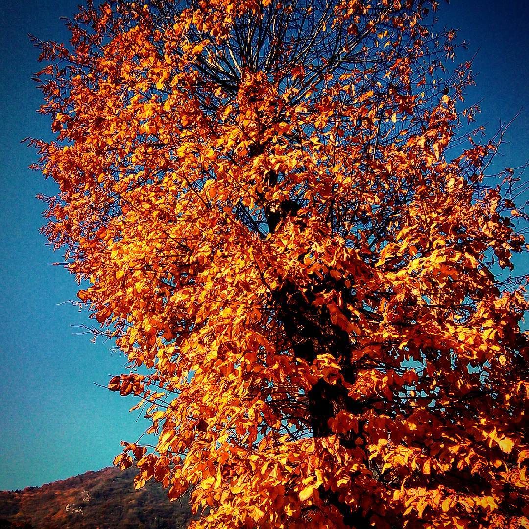 #autunnale #autumn #october #ottobre #november #novembre #landascape #vallecamonica