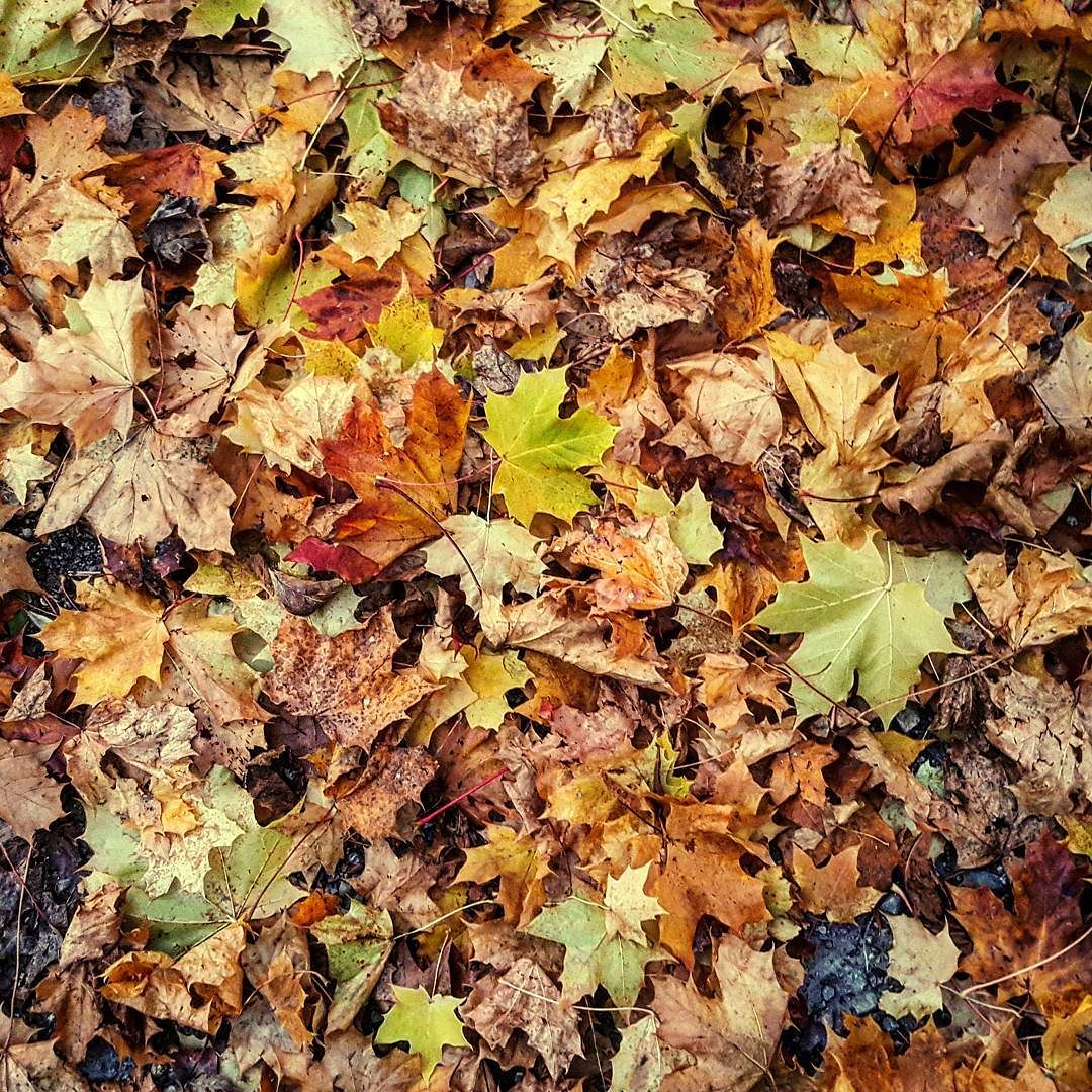 #autumn #vezzadoglio #lombardia #italy #visititalia #visitautunno #parcoadamello #autunnoparcoadamello #vallecamonica #coulors #green #yellow #orange #red #colors_of_day #loveslombardia #vivalavallecamonica #top_lombardia_photo #loves_mountains #vivo_lombardia #volgoitalia #volgobrescia
