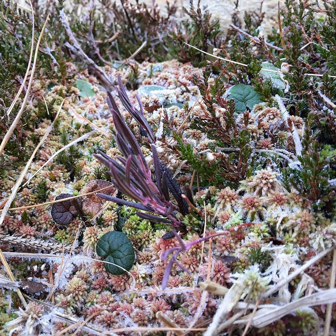 Andromeda polyfolia nella Torbiera del Tonale #vallecamonica #parcoadamello #torbiere #andromedapolifolia #flora #biodiversity #autunnoparcoadamello