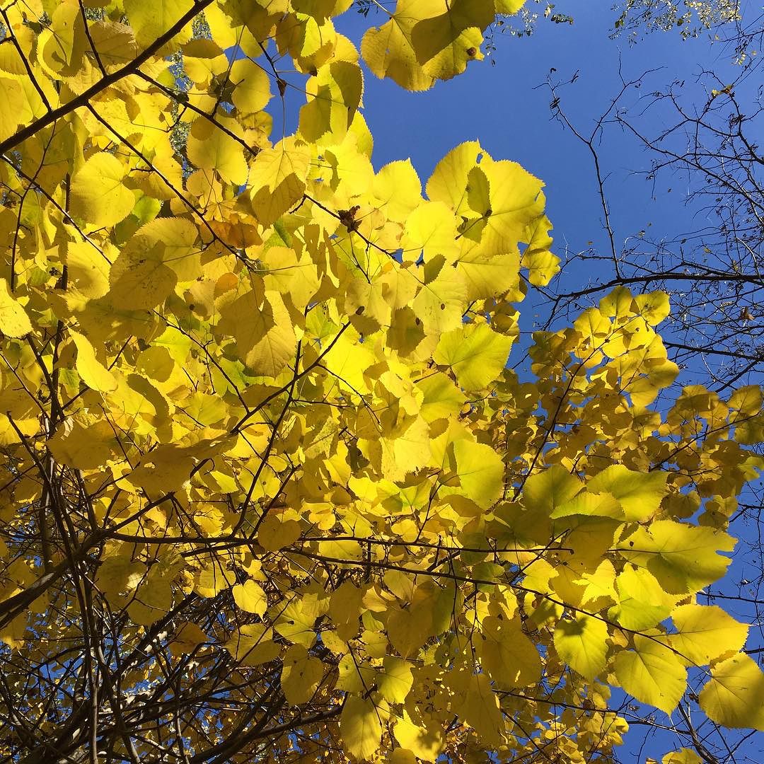 #italy #lombardia #picofday #vallecamonica #nofilter #yellow #autunno #fall #meraviglia #unapasseggiata #camuniavalley #cieloBlu #myhappiness #happiness #100happydays
