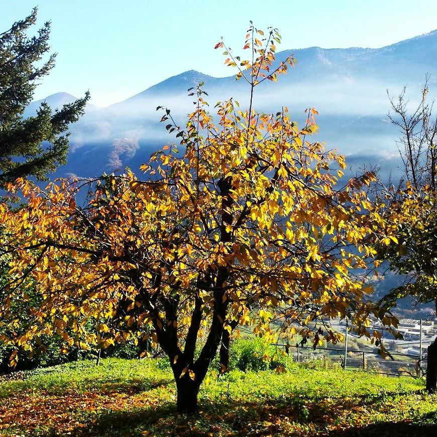 Vestita dei colori dell’autunno..#vallecamonica #amoreaprimavista