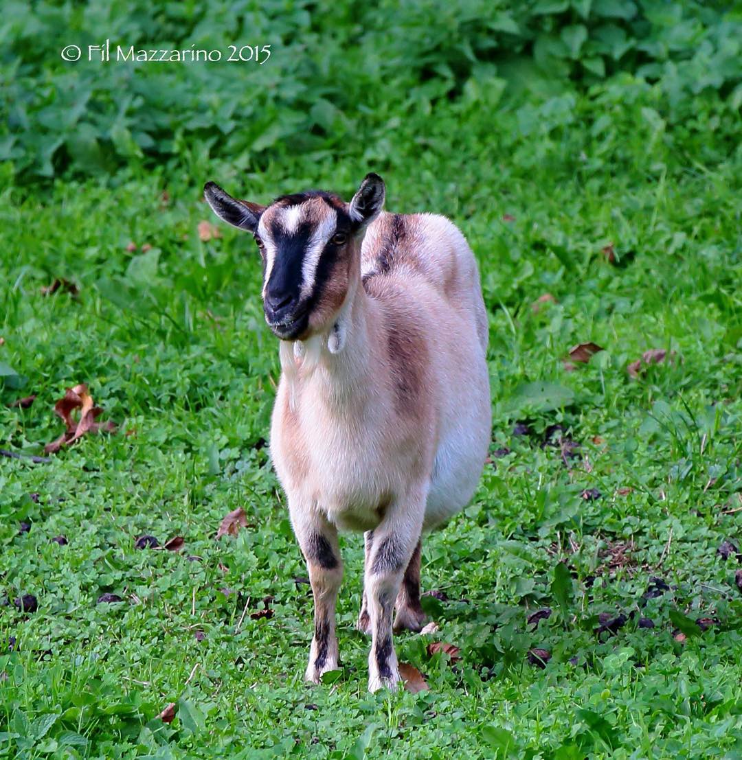 #goat #valcamonica #fil #mazzarino #photography #photographer #oplasales #philmazza #cyclopevideo
