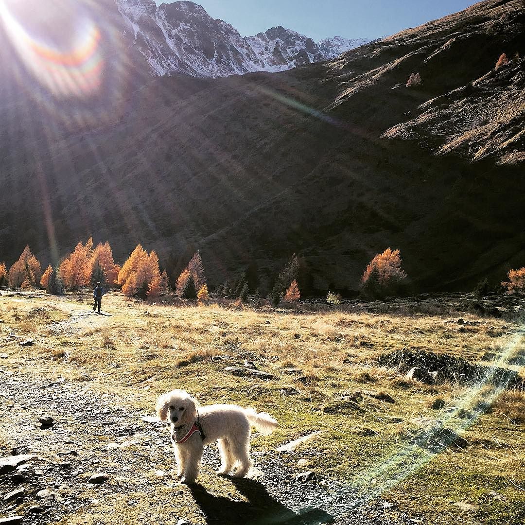 Sunlight ☀️☀️ #Nala #animalifelici #vallecamonica #valgrande #cane #cani #barboncino #wild #wildlife #nature #montagna #mountain #autumn #autunno #dog #dogs #doglover #dogstagram #dogsofinstagram #instadog #pup #puppy #puppylove #puppiesofinstagram #pet #petsgram #petstagram #pets #instapet #petsofinstagram