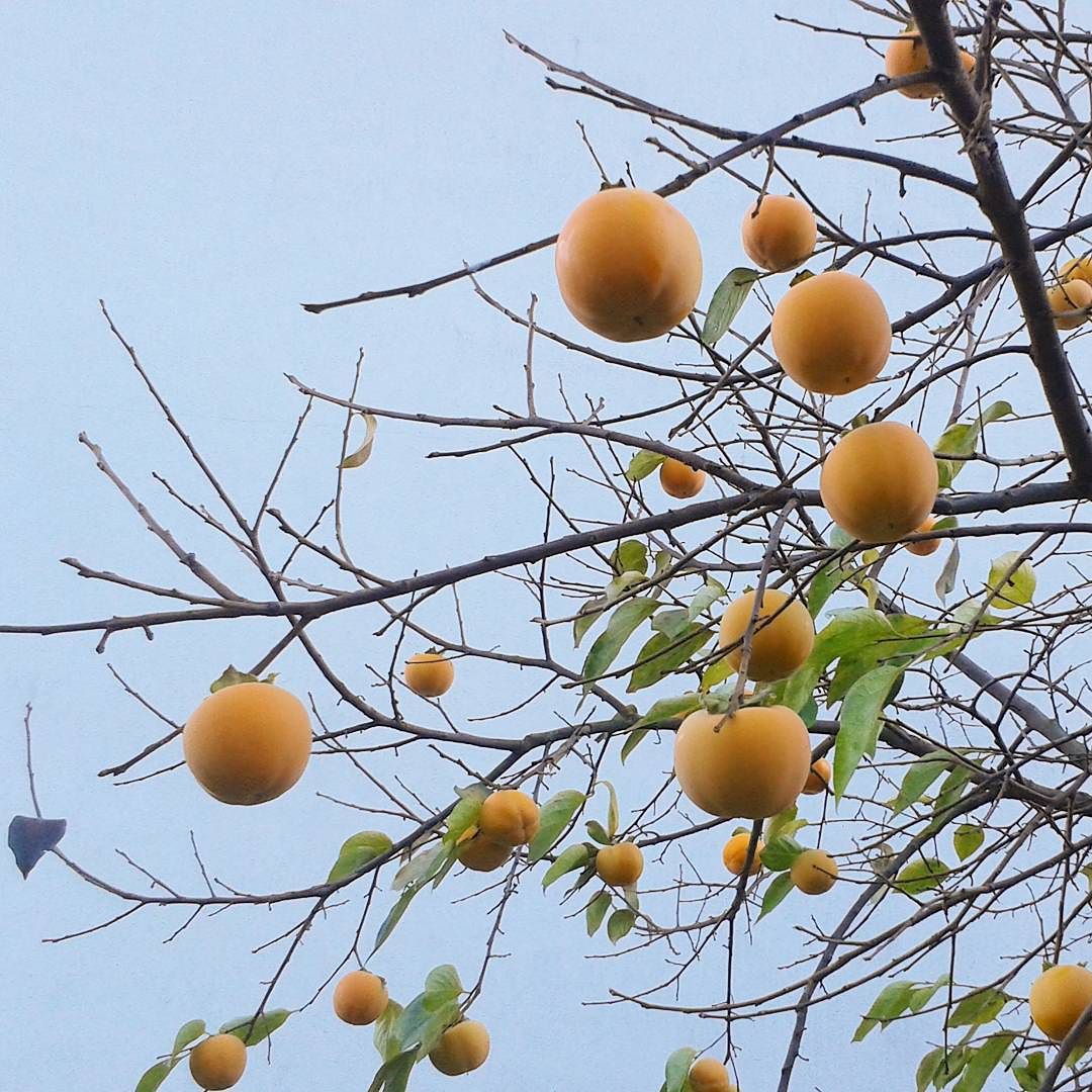 #vallecamonica #home #giardinodicasa #cachi #palle #orange #frutto #autunno #gnam #simagna #piantaspoglia #caducifolia #manoncaducicaco