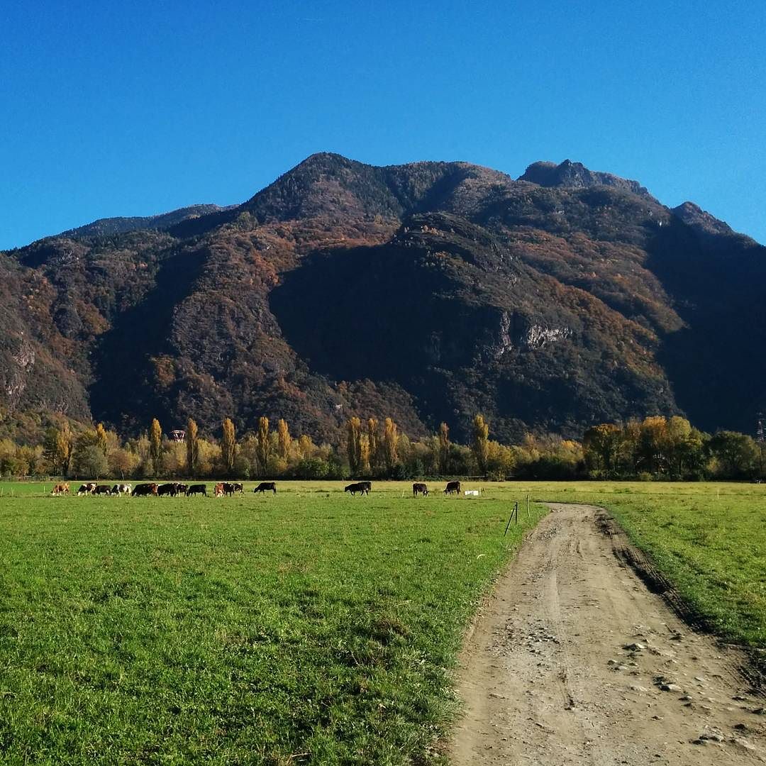 #nofilter today only #naturelight #vallecamonica #vivalavallecamonica #bluesky #alps #cow #mountains