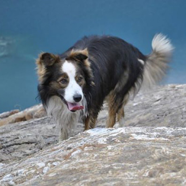 Se l’avete visto contattatemi. Grazie infinite Eva 3478180676 #bordercollie#malonno#valcamonica#dovesei#ilcanedellaEva#Oz#