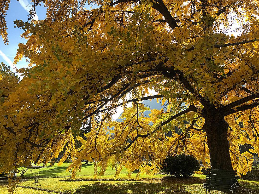 Ci sono alberi per cui vale la pena.