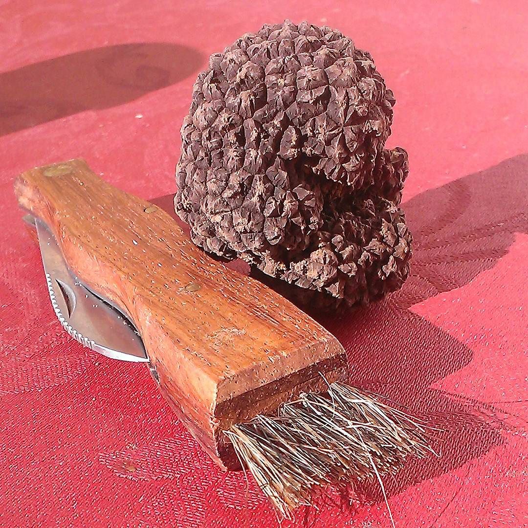 Tuber brumale, il tartufo di vallecamonica. #tuberbrumale #vallecamonica #tartufo #camuniavalley #food #trifola #wlatrifola #gurmet #italianfood #camonicavalley #truffles #truffle