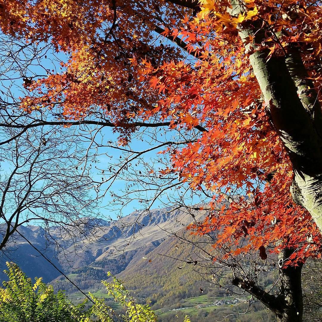 CONTEST AUTUNNO NEL PARCO DELL ‘ADAMELLO @Regrann from @francescakeky1985 – #vallecamonica #casa #mia! #autunno #valledeisegni #nofilter #nofilterneeded #colours #colourful #naturephotography #nature #home #igersitalia #beautiful #italy #italia #beautifulday #sun #autumn #red #blue #freedom #happiness #parcoadamello #Regrann