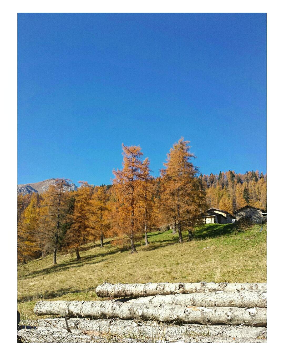Autumn in a beautiful place 🍁👣 #Borno #altopianodelsole #valledeisegni #vallecamonica #mountain #montagna #italy #bosco #forest #sky #outdoor #training #inspiration #hiking #color #fall #running #runningitalia #trailrunning #photo #phothooftheday