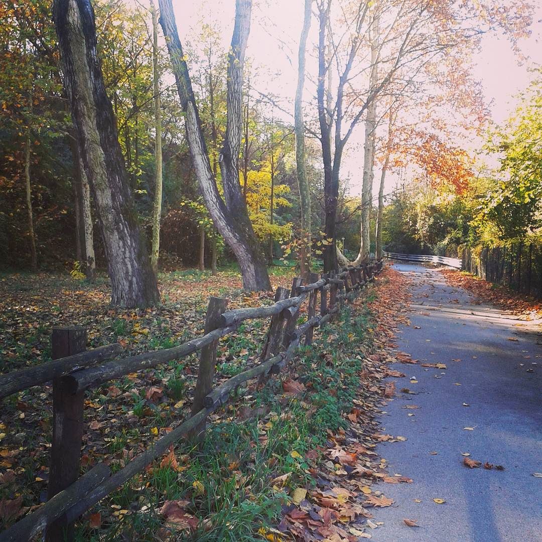 #autumn #colors #nature #justRelax #ILoveThisSeason #vallecamonica #Esine