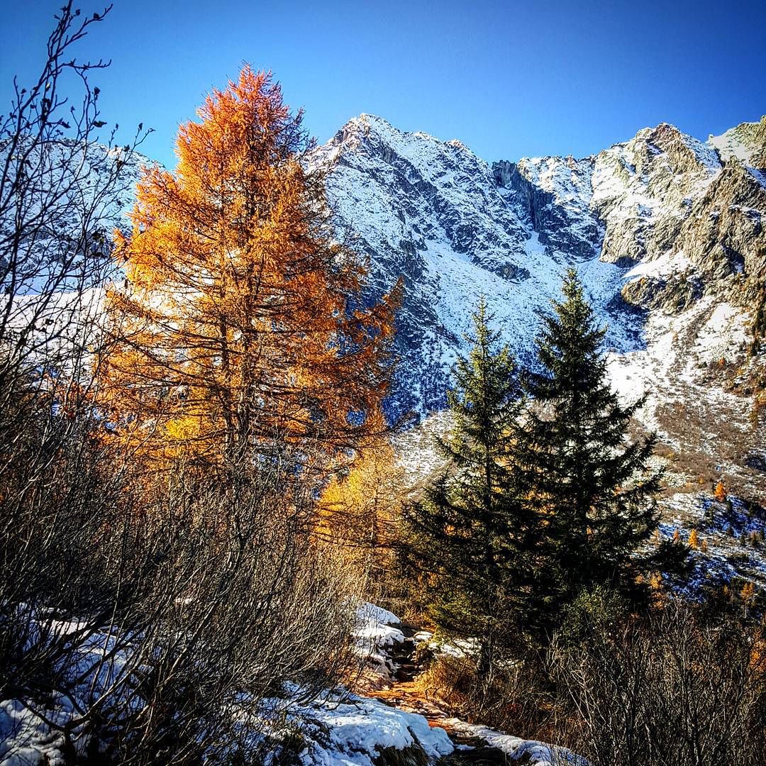 Autunno #autumn #vezzadoglio #lombardia #italy #italy_emotion #italy_photolovers #visititalia #visitautunno #parcoadamello #autunnoparcoadamello #vallecamonica #trees #coulors #yellow #green #blue #orange #white #ig_myshot #colors_of_day #increible_shot #ig_italia #loves_lombardia #vivalavallecamonica #top_lombardia_photo #loves_mountains #wildernessculture #bestmountainartists #volgolombardia #vivolombardia