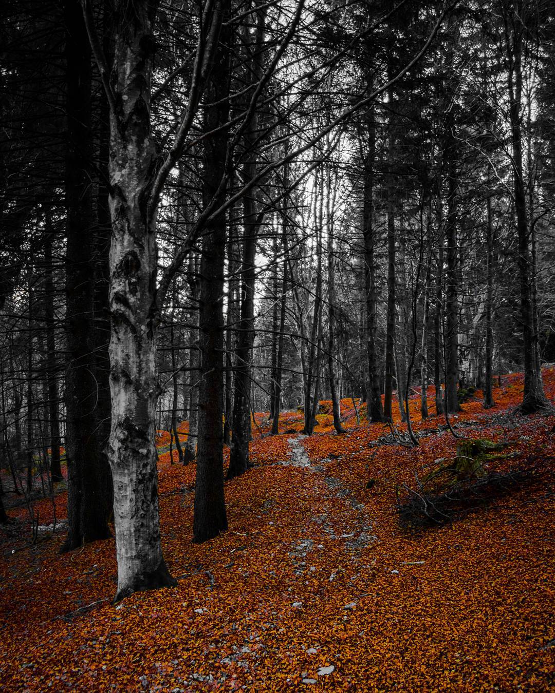 #trees #forest #leafs #instaitalia #ig_italy #ita_details #igerslombardia #ig_brescia #panorama #gf_italy #hdr #loves_lombardia #landscape #loves_united_italia #contestgram #vallecamonica #vivobrescia #vivonatura #nature #top_italia_photo #1200d #brixia_scatti #volgolombardia
