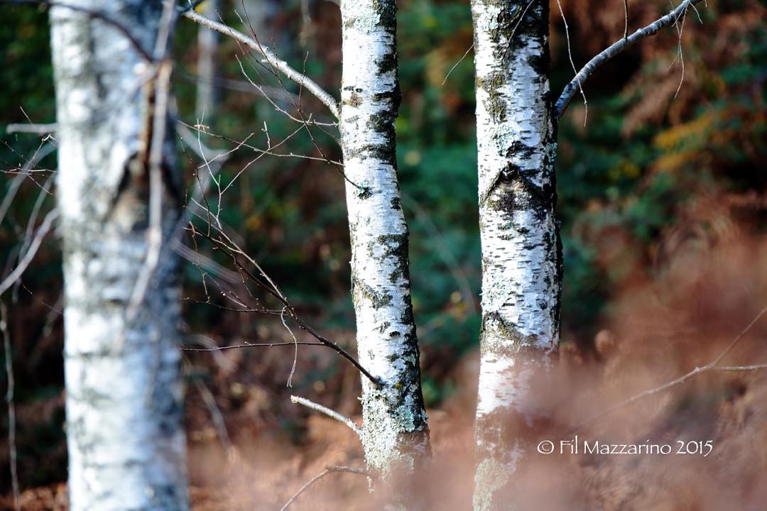 #woods #valcamonica #forest #fil #mazzarino #photography #photographer #cyclopevideo #philmazza #oplasales