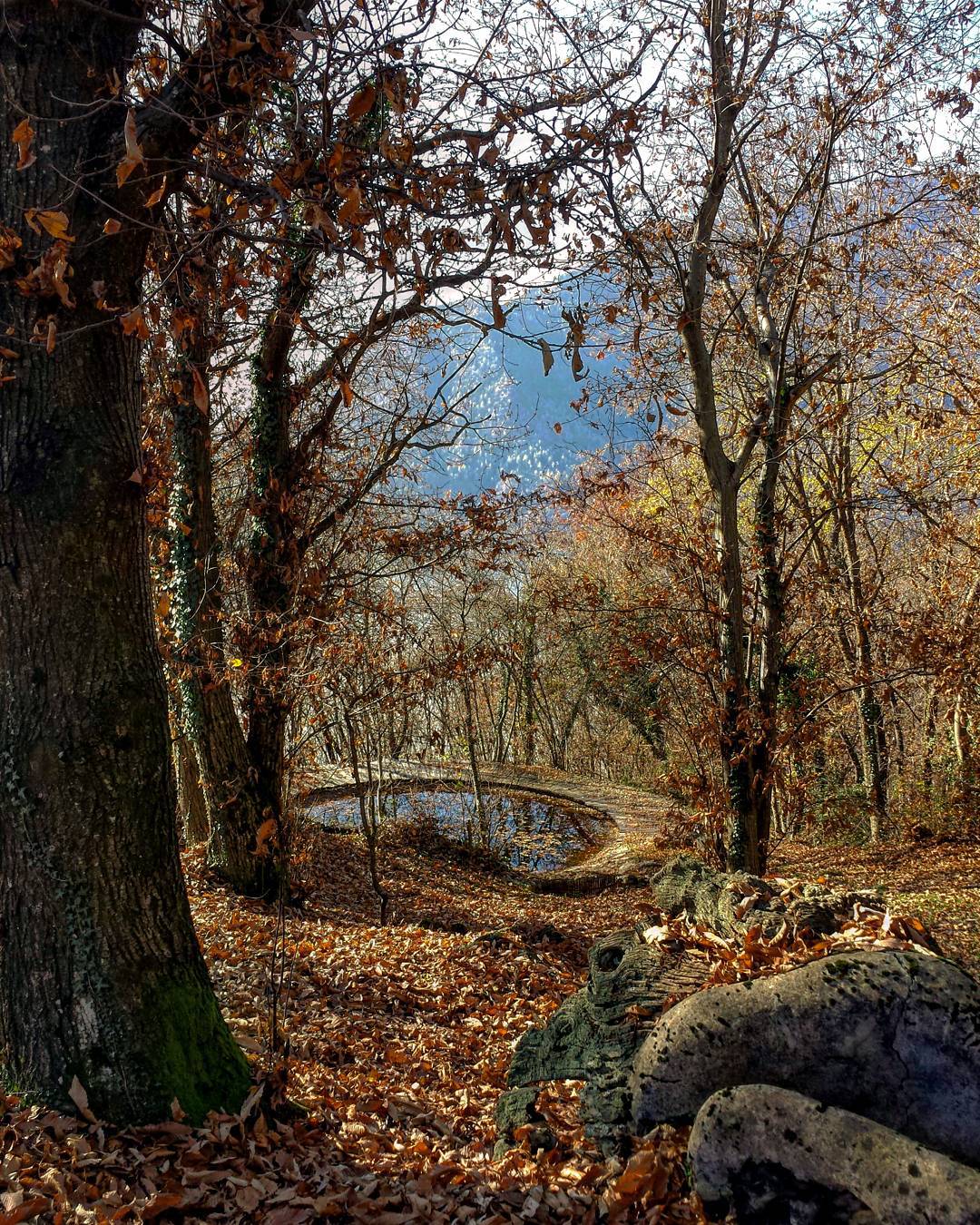 Foliage 🍁👣 #valledeisegni #vallecamonica #foliage #autumn #autunno #fall #color #inspiration #forest #bosco #outdoor #mountain #phothooftheday #photo #photografy