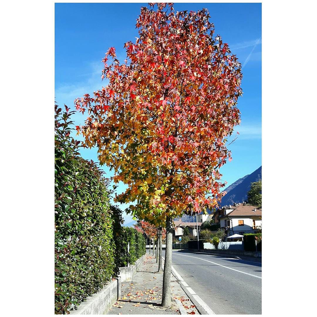 #autumn #vallecamonica 🍁