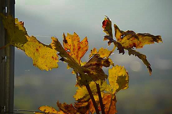 #instapic #instaphoto #bestphoto #igpic #picoftheday #picoftheday #photobycanon #photobynikon #photoofday #photooftheday #followme #autumn #colors #vallecamonica #valcamonica #reflex #nikon #canon #lumix #trees #autunno #nature #photo #igitaly #follow4follow #like4like #likeforlike #followforfollow #igitaly #photoshoot #flowers