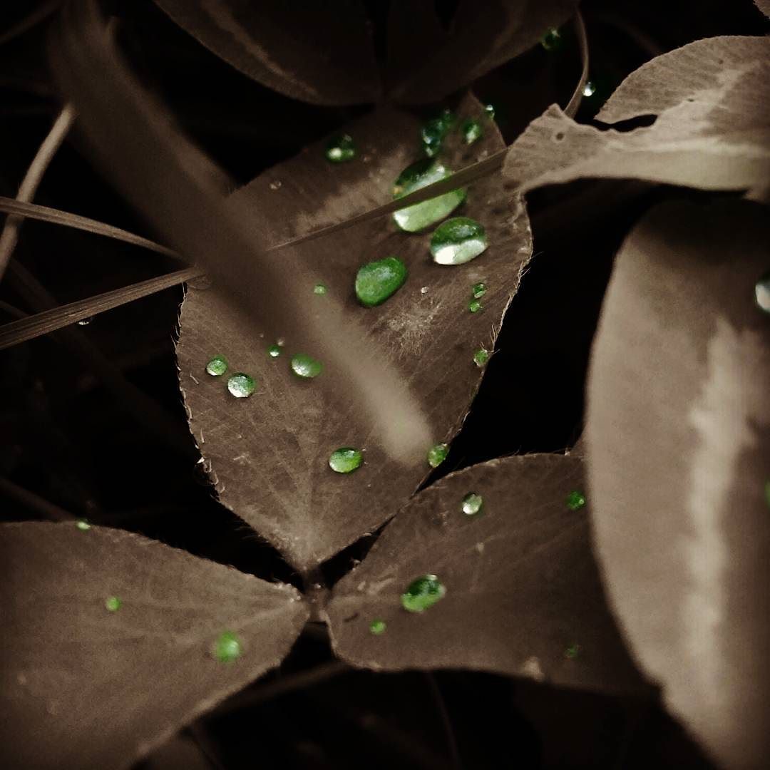 #nature #naturelovers #macros #macro #supermacro #supermacroshots #whater #italy #italyiloveyou #ig_italy #ig_brescia #ig_bergamo #igdaily #vallecamonica