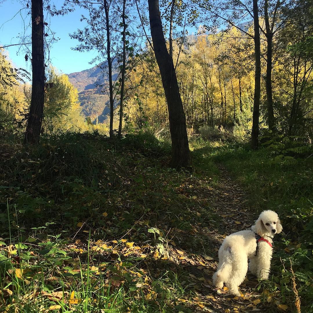 Exploration! 🐾🐩🐾 #dog #dogs #doglover #dogstagram #dogsofinstagram #poodle #poodlesofinstagram #barboncino #wildlife #wild #landscape #paesaggio #vallecamonica #autumn #autunno #bosco #forest #hiking #passeggiata