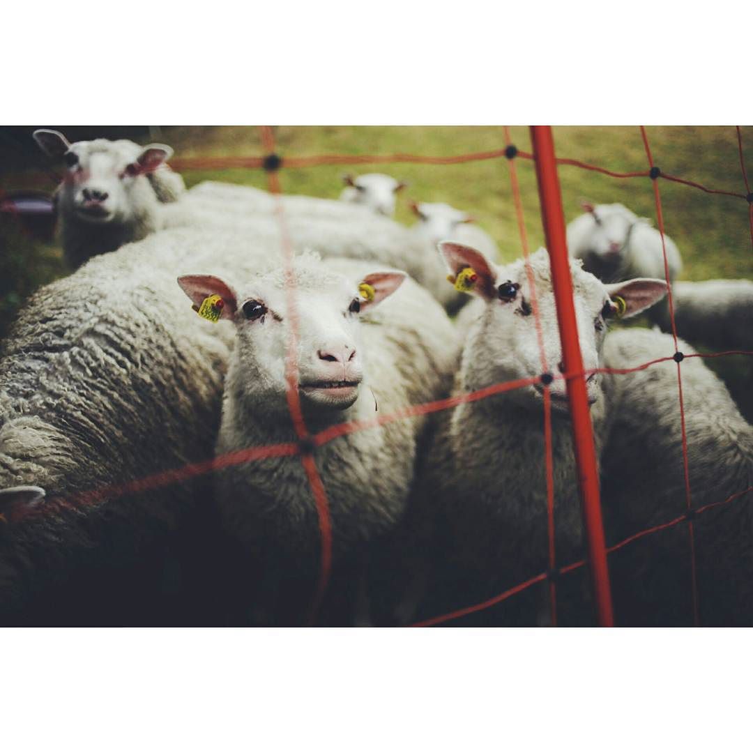 Good MeEeEhrning! #pecora #sheep #goodmorning #vsco #vscocam #valcamonica