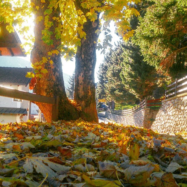 Tappeto di foglie #colori#foglie#autunno#pontedilegno#season#emozioni#autumn#italy#vallecamonica#valledeisegni#colors#