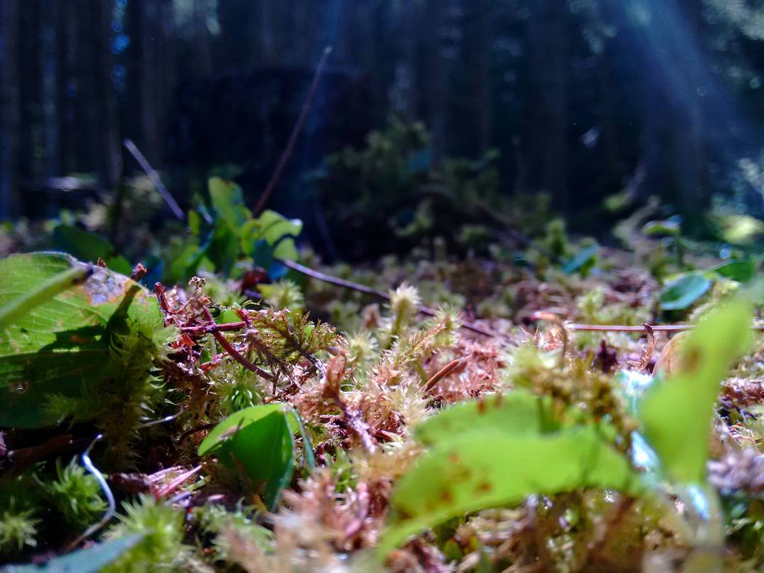 #nature #naturelovers #life #italy #italyiloveyou #ig_italy #ig_brescia #igdaily #forest #vallecamonica #macros #macrophotography