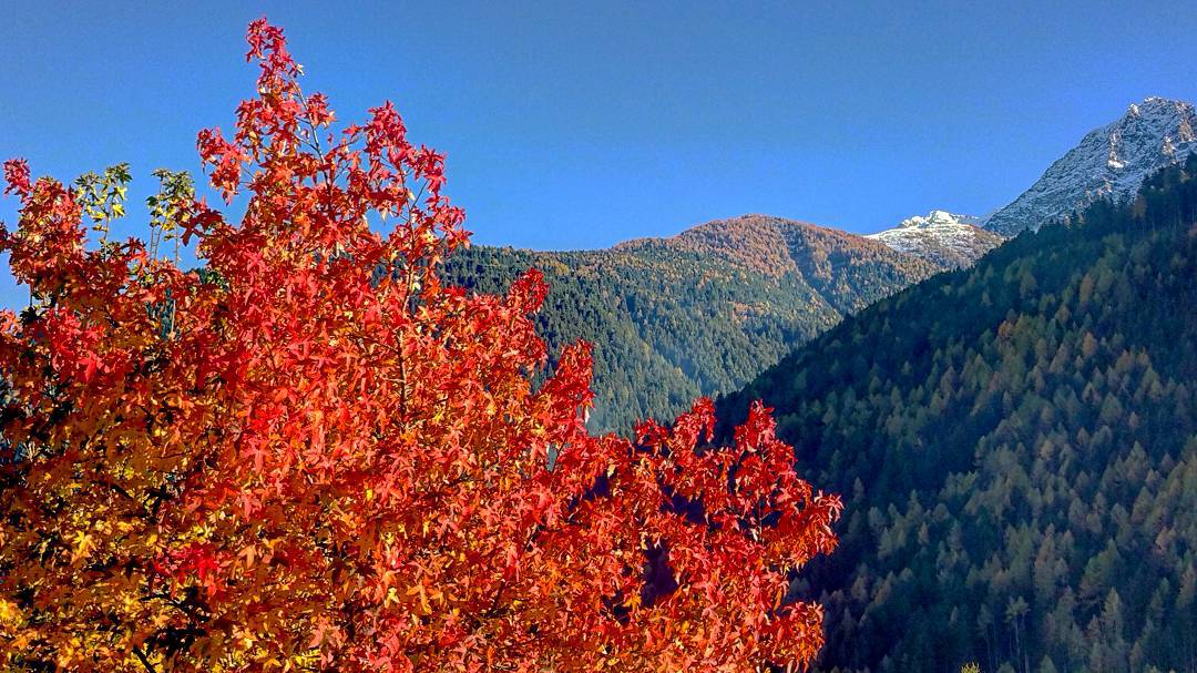 #mountains#mountainscape#alps#landscape#landscape_lovers#fall#autumn#autumncolors#nature#vallecamonica#valledeisegni#volgolombardia#volgobrescia#loves_lombardia#loves_united_lombardia#loves_mountains#vivonatura#igworld_nature#ig_italy#ig_captures#ig_brescia#ig_lombardia#gf_daily#gf_italy