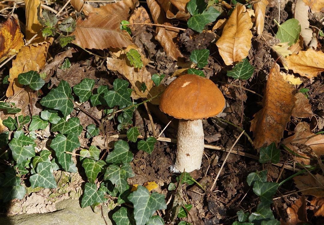 Tempo di funghi – Porcinello rosso #funghiporcini#funghi#porcinellorosso#boletusrufus#mushroom#mushroomhunting#autumn#amazing#autumnweather#autumnphotography#nature#naturelovers#naturephotography#leaves#lautumnleaves#ivy#chestnutleaves#hiking#woods#mountain#vallecamonica#autumnlovers#